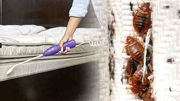 bed bug control in jaipur