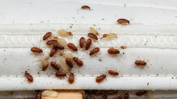 What is Pest Control