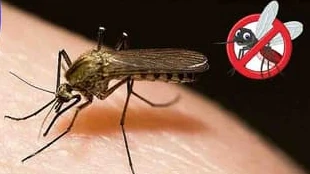 dengue prevention