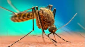 mosquito control in jaipur