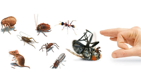 pest control services jaipur