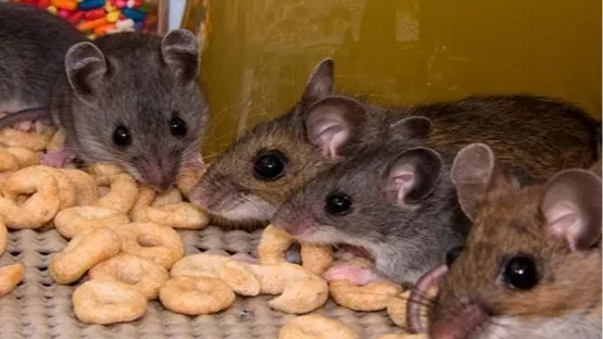 rodent control in jaipur