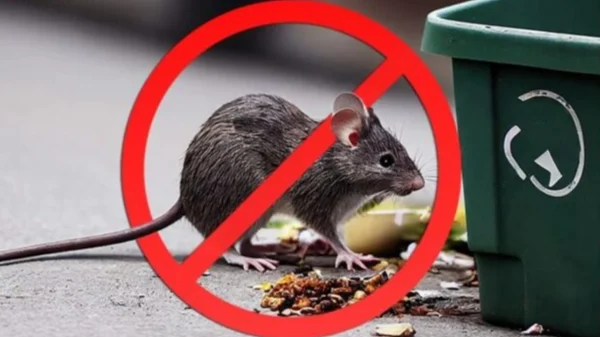 rat control jaipur