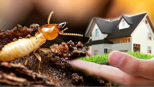 anti termite treatment